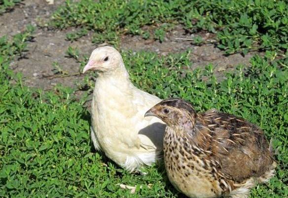 Conditions for incubation of quail eggs: schedule, period