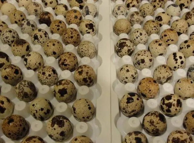Conditions for incubation of quail eggs: schedule, period