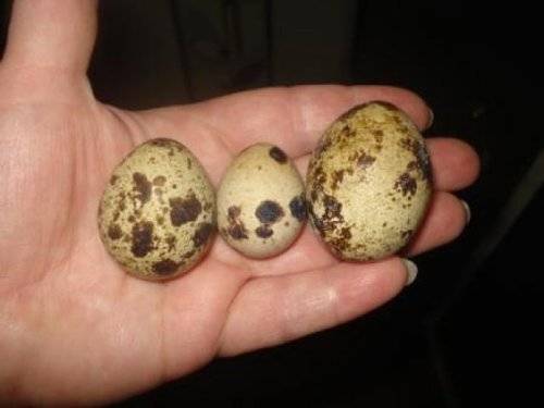 Conditions for incubation of quail eggs: schedule, period