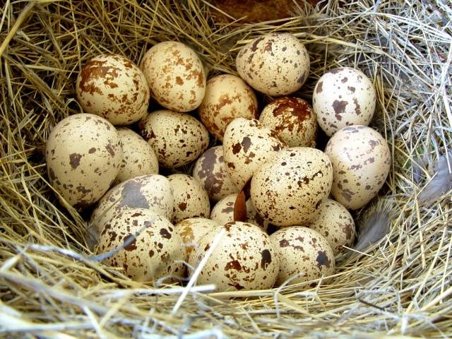 Conditions for incubation of quail eggs: schedule, period