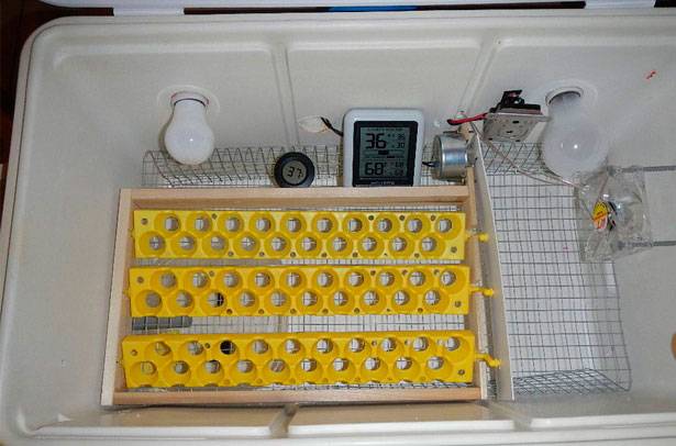 Conditions for incubation of quail eggs: schedule, period