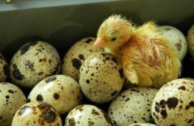 Conditions for incubation of quail eggs: schedule, period