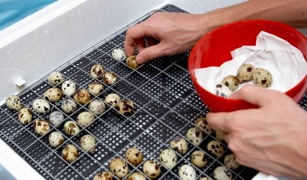 Conditions for incubation of quail eggs: schedule, period