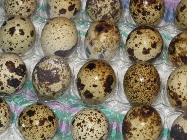 Conditions for incubation of quail eggs: schedule, period