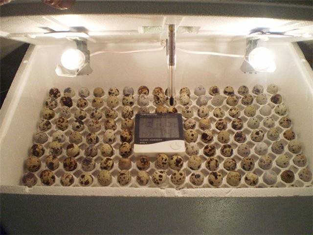 Conditions for incubation of quail eggs: schedule, period