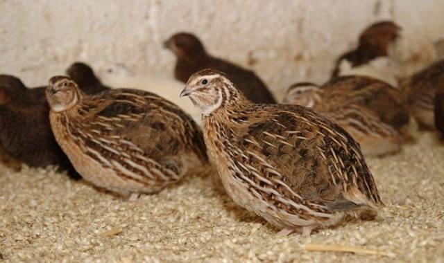 Conditions for incubation of quail eggs: schedule, period