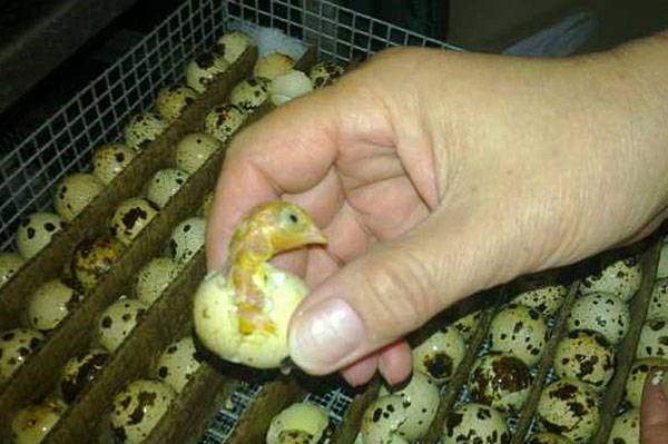 Conditions for incubation of quail eggs: schedule, period