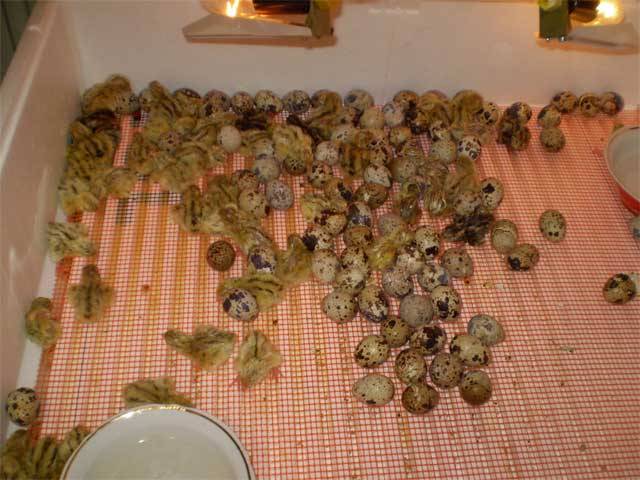 Conditions for incubation of quail eggs: schedule, period