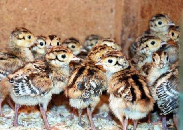 Conditions for incubation of quail eggs: schedule, period