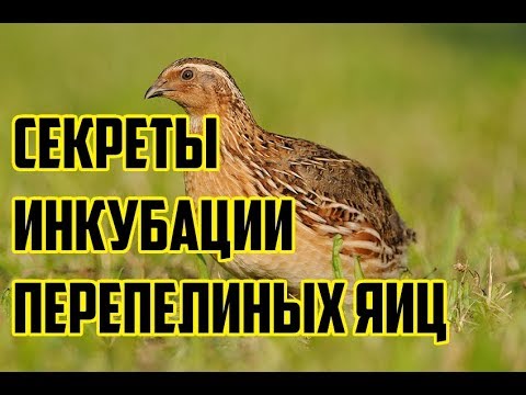 Conditions for incubation of quail eggs: schedule, period