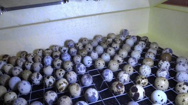 Conditions for incubation of quail eggs: schedule, period