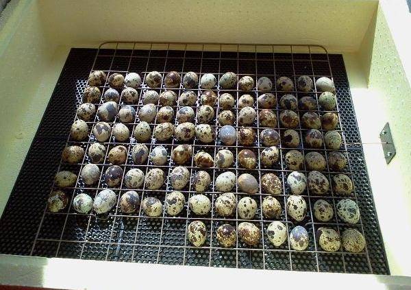 Conditions for incubation of quail eggs: schedule, period