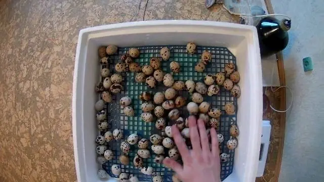 Conditions for incubation of quail eggs: schedule, period