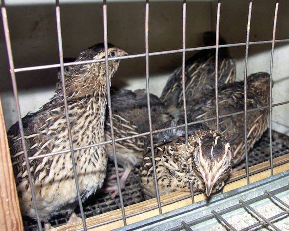 Conditions for incubation of quail eggs: schedule, period