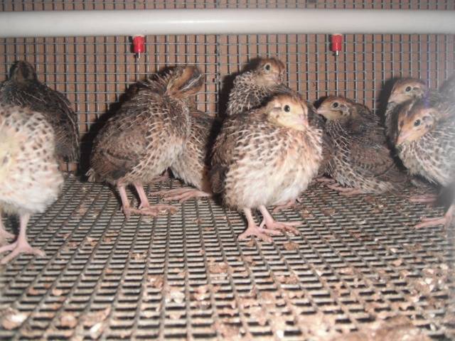 Conditions for incubation of quail eggs: schedule, period