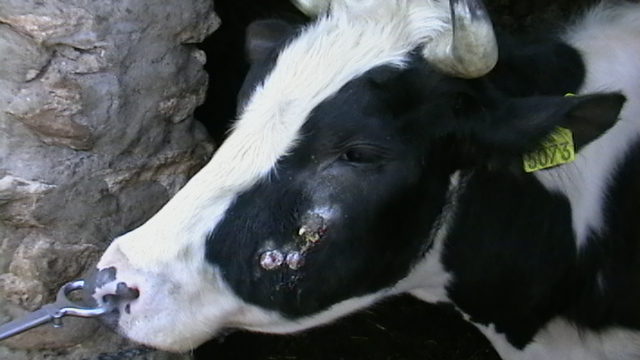 Cones in cattle: in a cow, in a calf