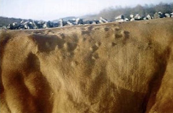 Cones in cattle: in a cow, in a calf