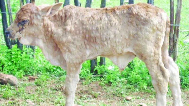 Cones in cattle: in a cow, in a calf