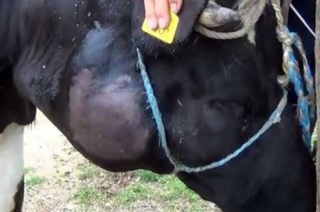 Cones in cattle: in a cow, in a calf