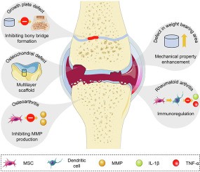 Conference: New methods of articular cartilage regeneration