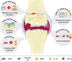 Conference: New methods of articular cartilage regeneration