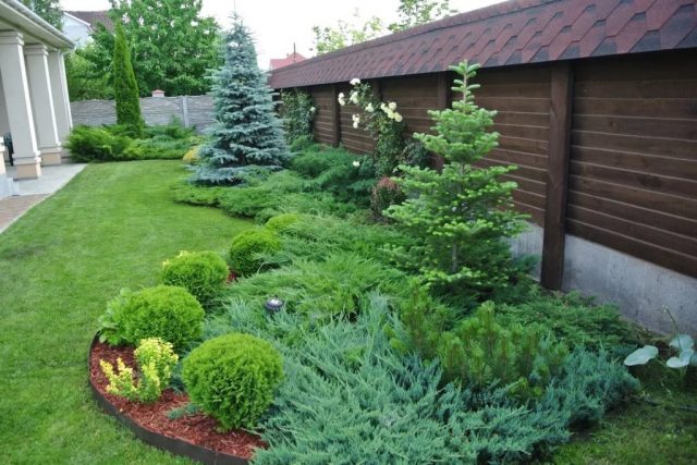 Conifer care in spring