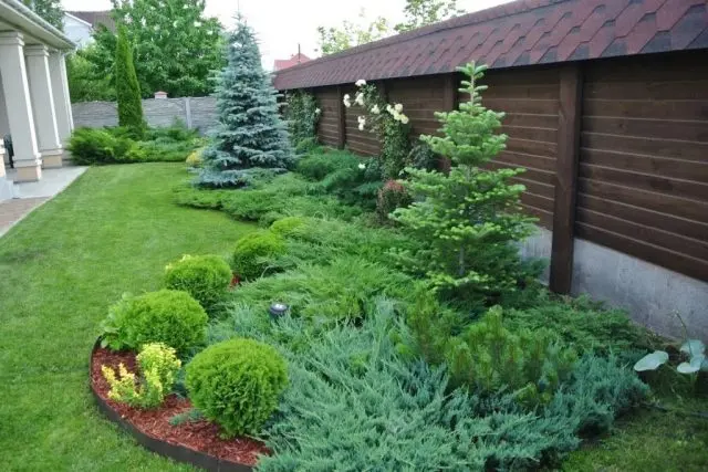 Conifer care in spring