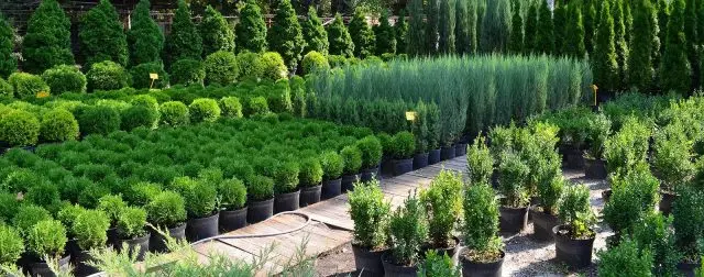 Conifer care in spring