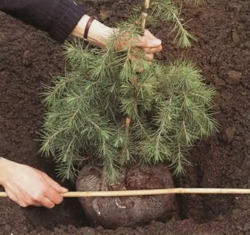 Conifer care in spring