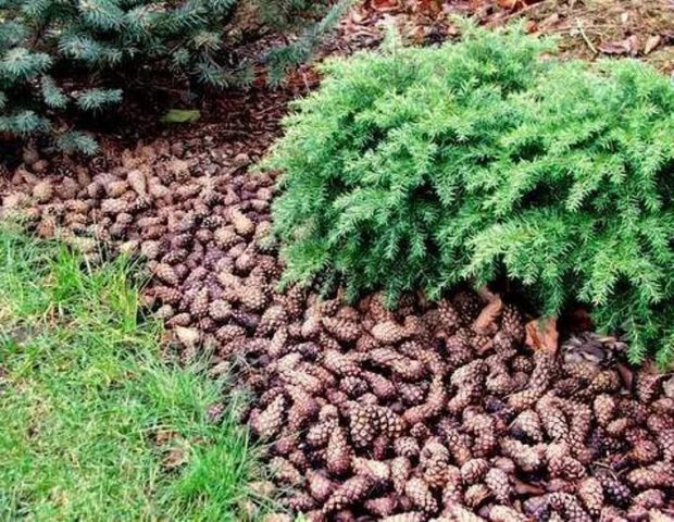 Conifer care in spring