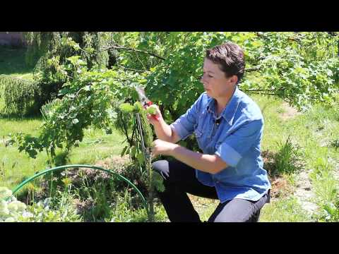 Conifer care in spring