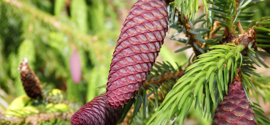 Conifer care in spring