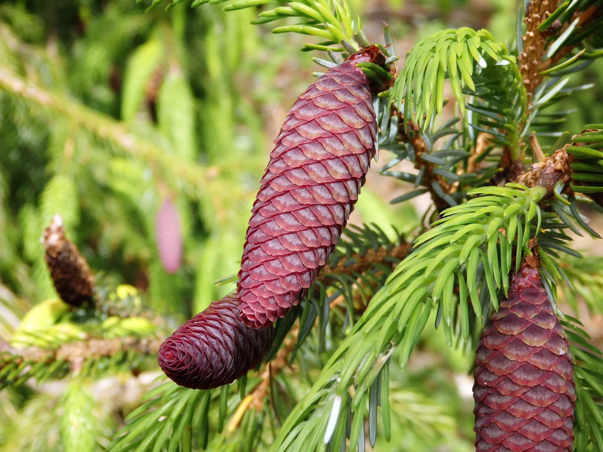 Conifer care in spring