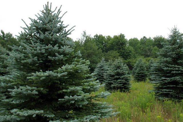 Coniferous compositions in landscape design