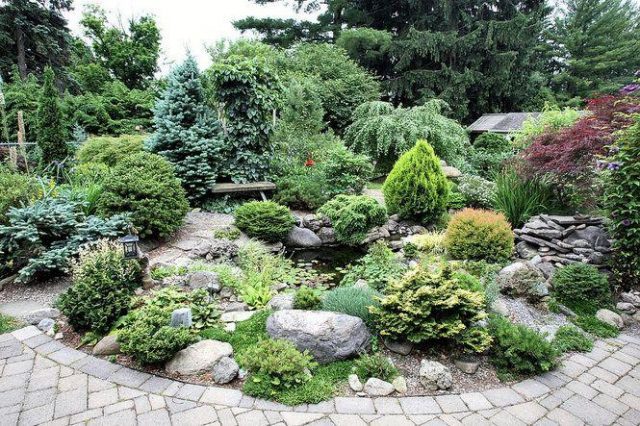 Coniferous compositions in landscape design