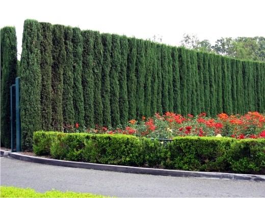 Coniferous compositions in landscape design