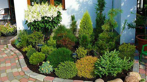 Coniferous compositions in landscape design