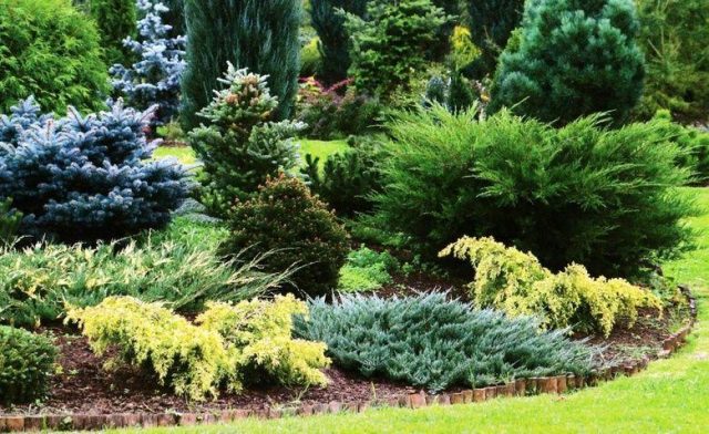 Coniferous compositions in landscape design