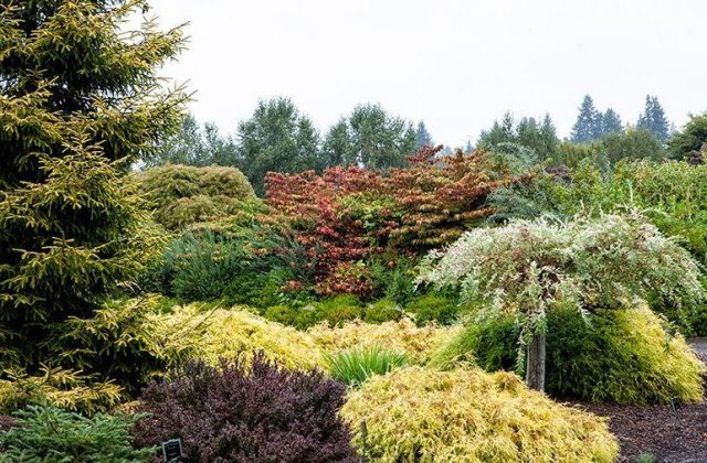 Coniferous compositions in landscape design