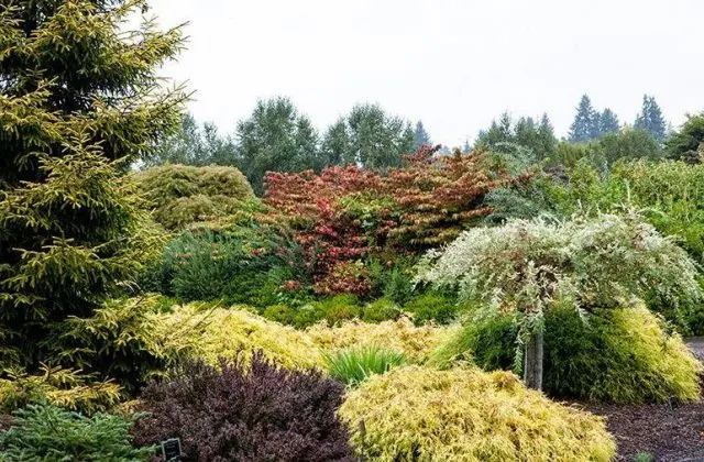 Coniferous compositions in landscape design