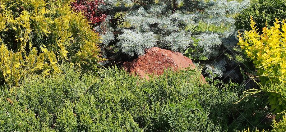 Coniferous compositions in landscape design