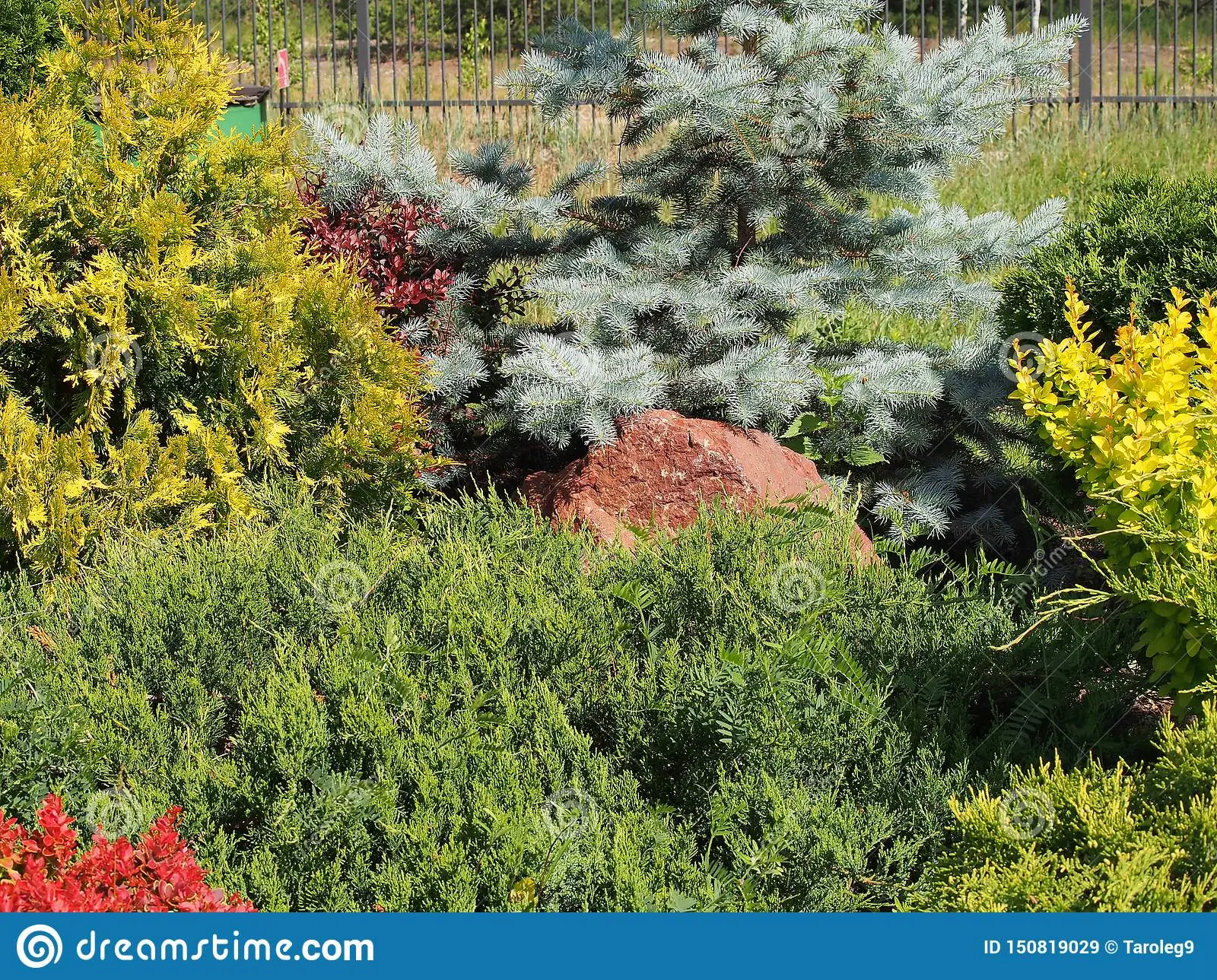 Coniferous compositions in landscape design