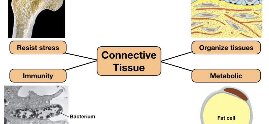 Connective tissue