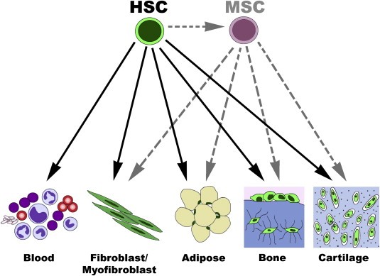 Connective tissue cells were directly transformed into stem cells