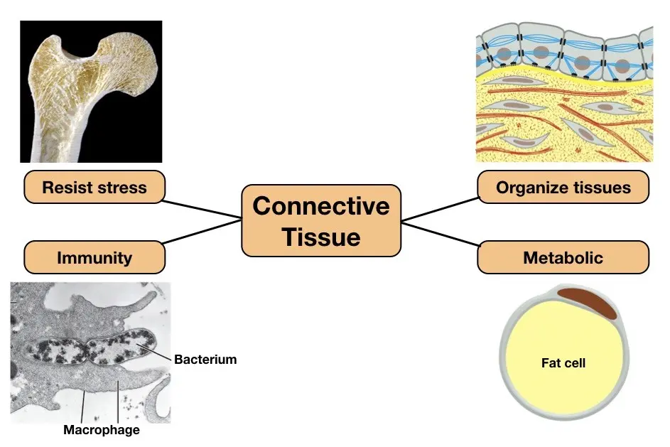 Connective tissue