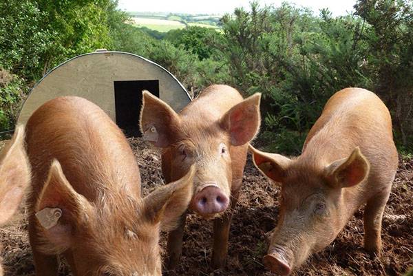 Construction of a pigsty