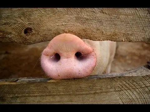 Construction of a pigsty