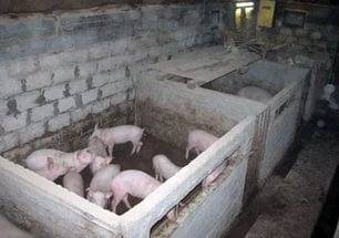 Construction of a pigsty