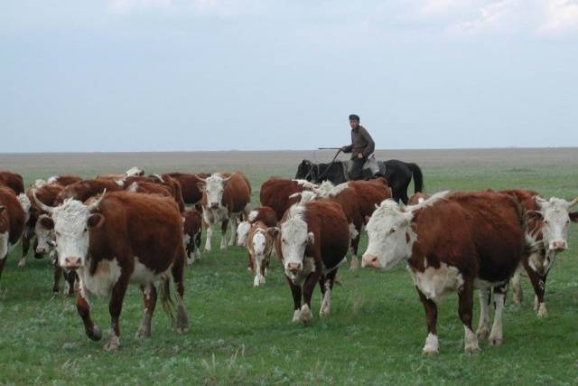 Content of Kazakh white-headed cows