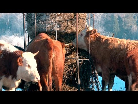 Content of Kazakh white-headed cows